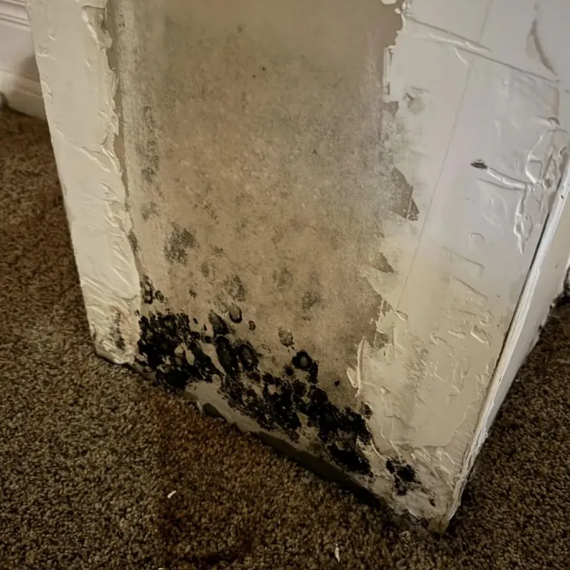 Professional Mold Removal in Strawberry, CA